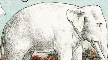 ELEPHANT IN THE GIFT: THE BIZARRE ORIGINS OF WHITE ELEPHANT PARTIES